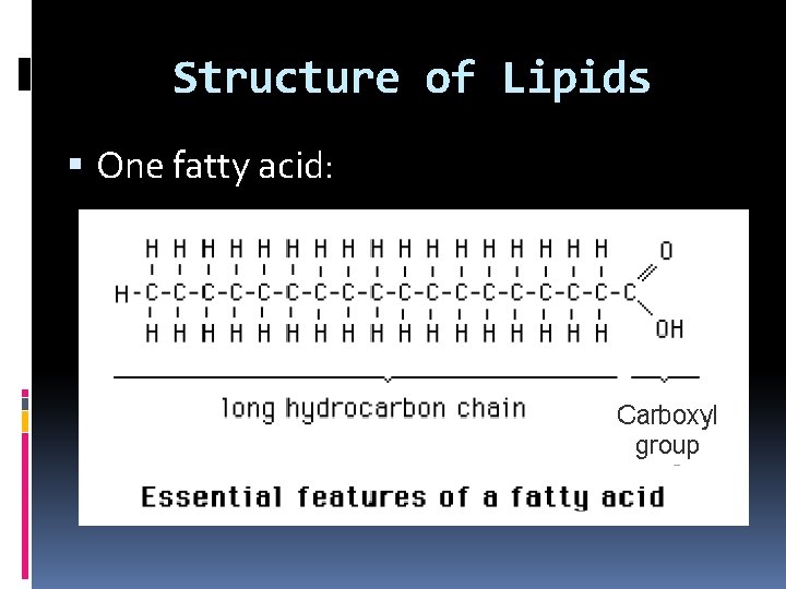 Structure of Lipids One fatty acid: 