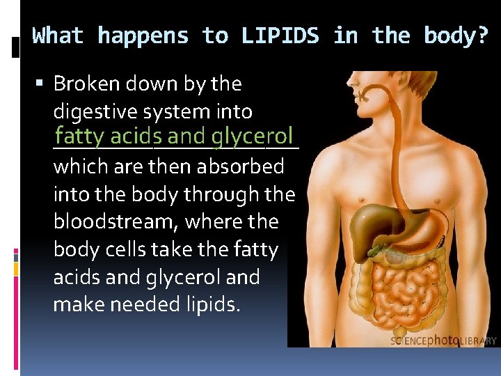 What happens to LIPIDS in the body? Broken down by the digestive system into