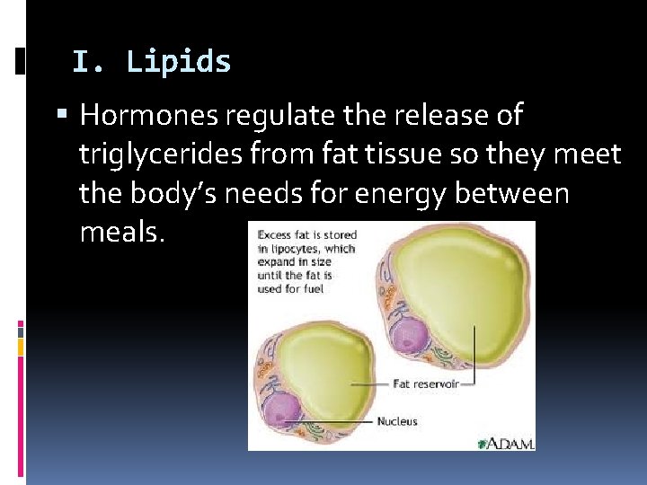 I. Lipids Hormones regulate the release of triglycerides from fat tissue so they meet