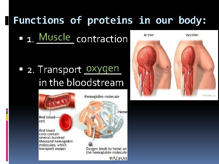 Functions of proteins in our body: Muscle contraction 1. _______ oxygen 2. Transport _______