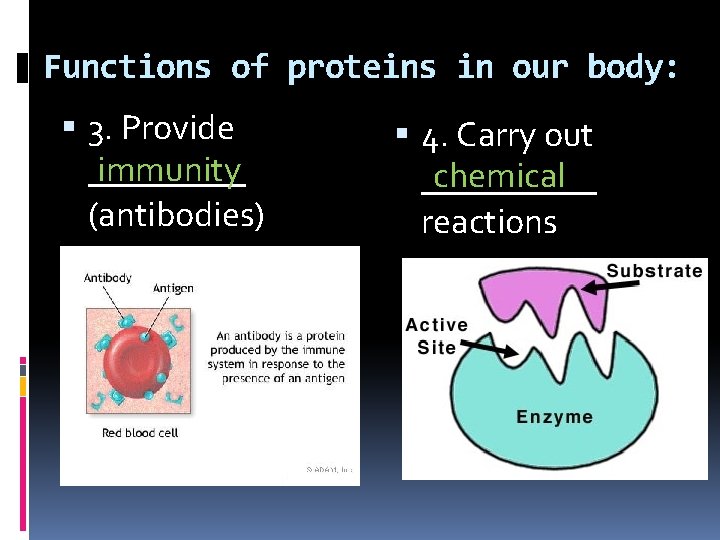 Functions of proteins in our body: 3. Provide immunity _____ (antibodies) 4. Carry out