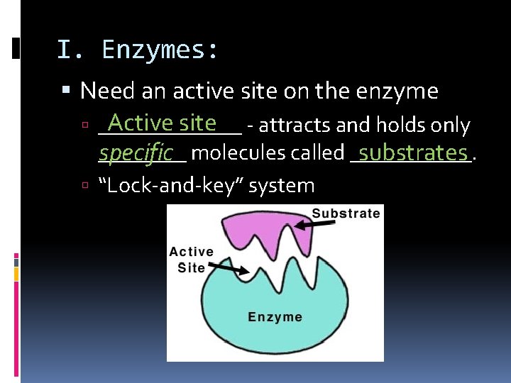 I. Enzymes: Need an active site on the enzyme Active site - attracts and