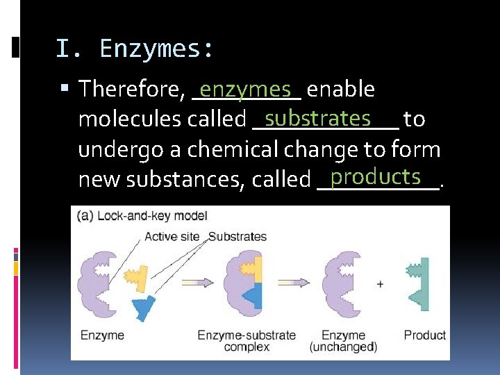 I. Enzymes: enzymes enable Therefore, _____ substrates to molecules called ______ undergo a chemical