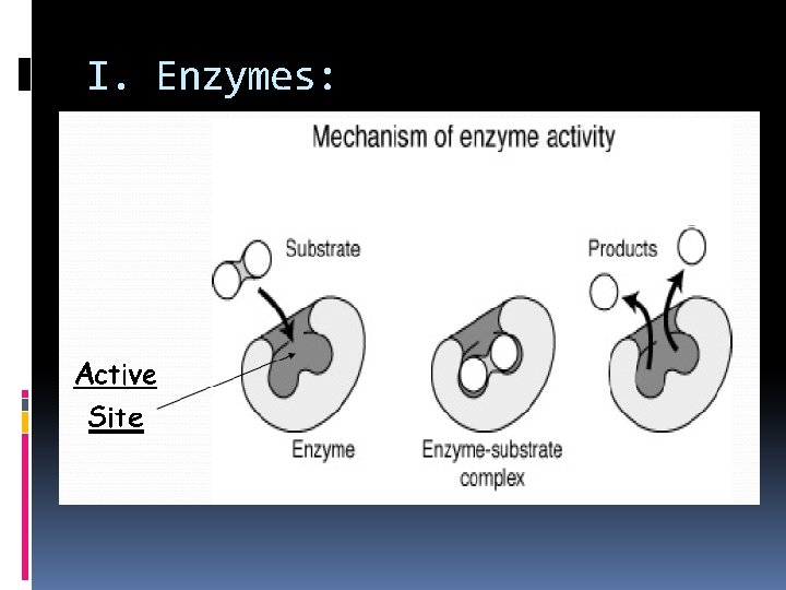 I. Enzymes: 