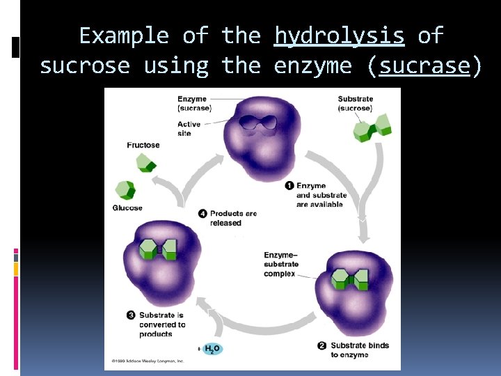 Example of the hydrolysis of sucrose using the enzyme (sucrase) 