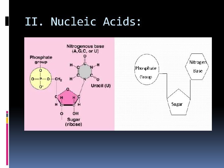 II. Nucleic Acids: 