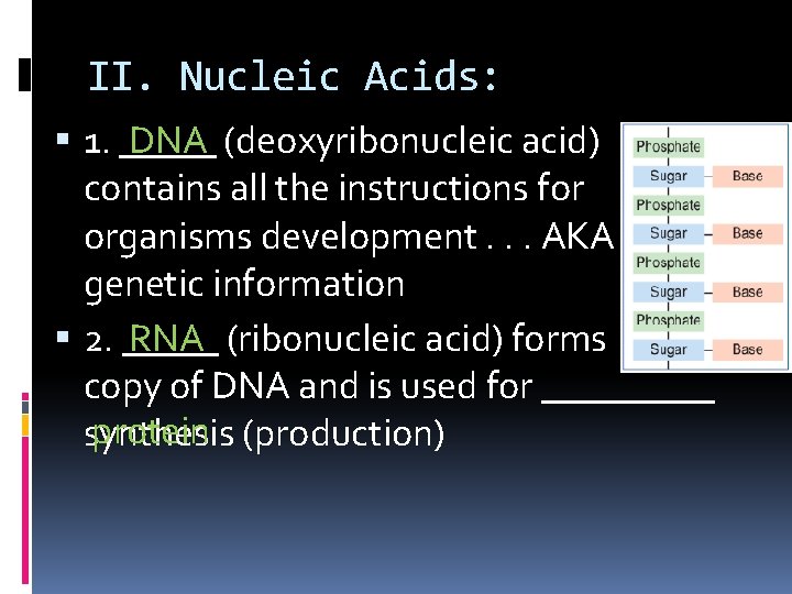 II. Nucleic Acids: DNA (deoxyribonucleic acid) 1. _____ contains all the instructions for organisms