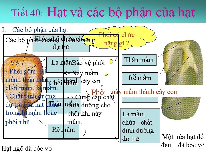 Tiết 40: Hạt và các bộ phận của hạt I. Các bộ phận của