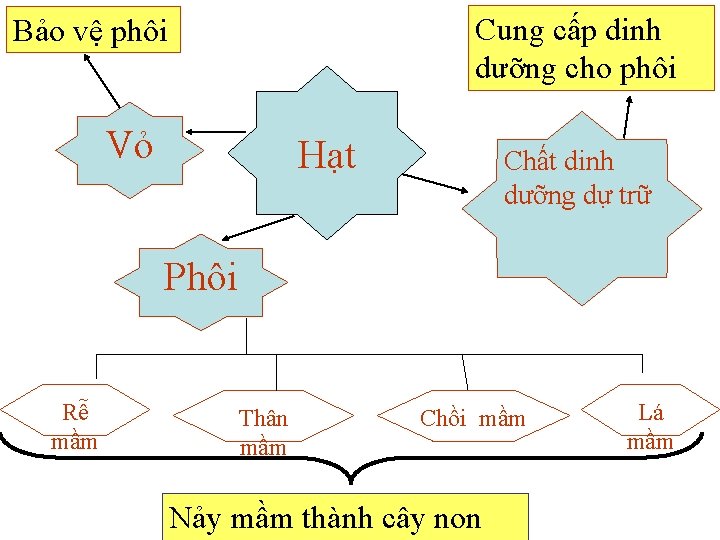 Cung cấp dinh dưỡng cho phôi Bảo vệ phôi Vỏ Hạt Chất dinh dưỡng