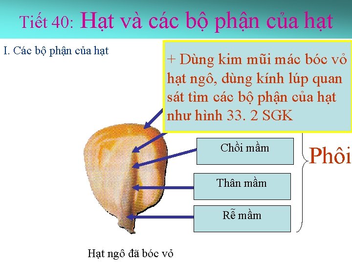 Tiết 40: Hạt và các bộ phận của hạt I. Các bộ phận của