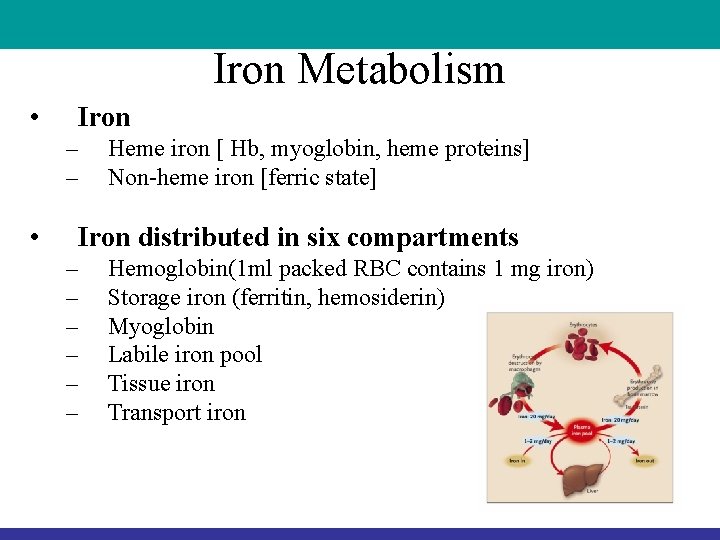 Iron Metabolism • Iron – – • Heme iron [ Hb, myoglobin, heme proteins]