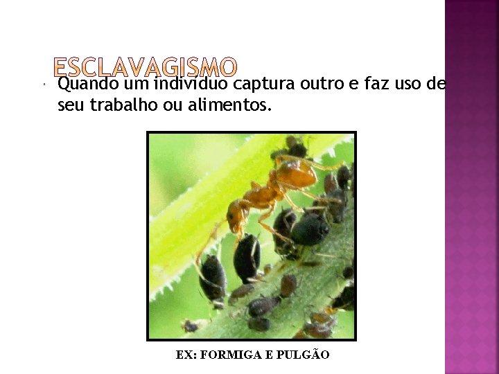 Quando um indivíduo captura outro e faz uso de seu trabalho ou alimentos.