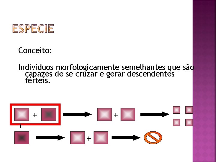 Conceito: Indivíduos morfologicamente semelhantes que são capazes de se cruzar e gerar descendentes férteis.