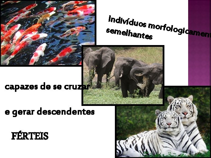 Indivídu os morfo logicame semelha nt ntes capazes de se cruzar e gerar descendentes