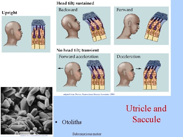  • Otoliths 3/04/09 Subconscious motor Utricle and Saccule 