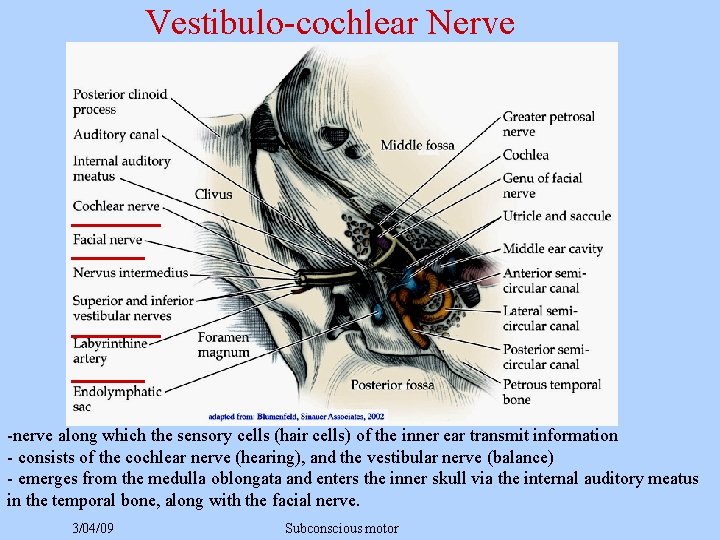 Vestibulo-cochlear Nerve -nerve along which the sensory cells (hair cells) of the inner ear