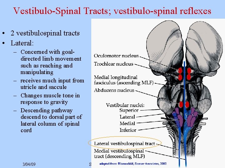 Vestibulo-Spinal Tracts; vestibulo-spinal reflexes • 2 vestibulospinal tracts • Lateral: – Concerned with goaldirected