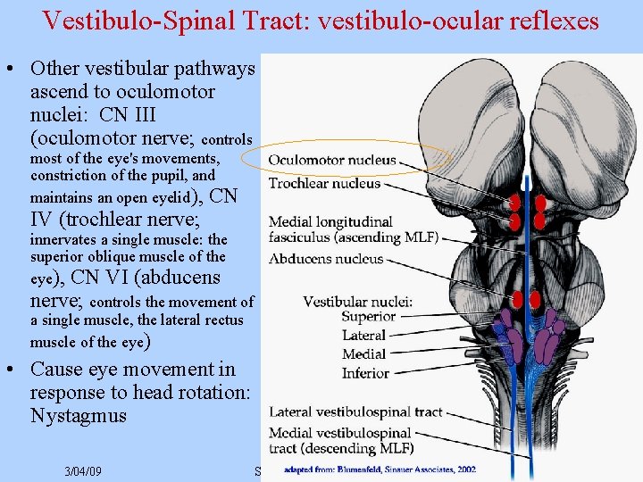 Vestibulo-Spinal Tract: vestibulo-ocular reflexes • Other vestibular pathways ascend to oculomotor nuclei: CN III