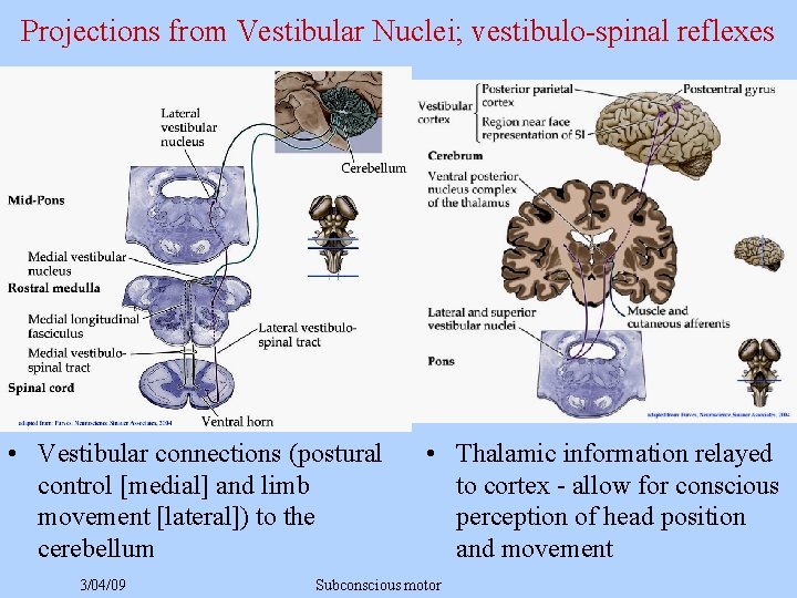 Projections from Vestibular Nuclei; vestibulo-spinal reflexes • Vestibular connections (postural control [medial] and limb