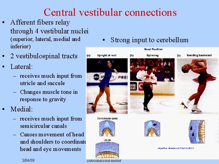Central vestibular connections • Afferent fibers relay through 4 vestibular nuclei (superior, lateral, medial