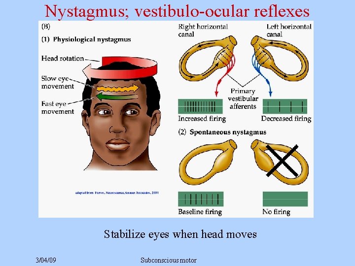 Nystagmus; vestibulo-ocular reflexes Stabilize eyes when head moves 3/04/09 Subconscious motor 