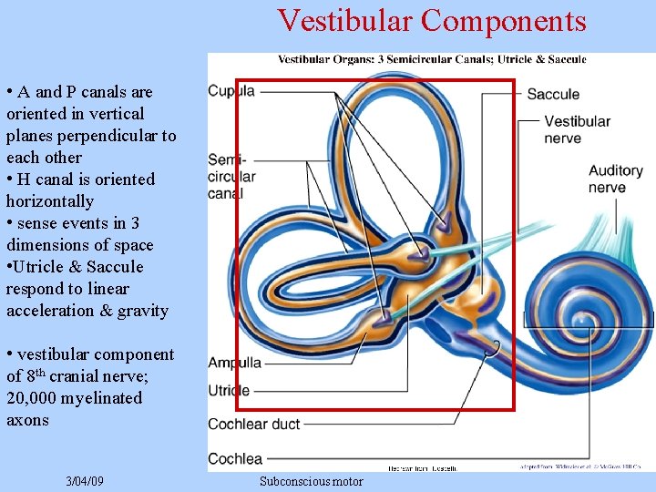 Vestibular Components • A and P canals are oriented in vertical planes perpendicular to