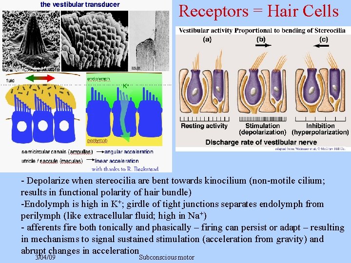Receptors = Hair Cells - Depolarize when stereocilia are bent towards kinocilium (non-motile cilium;