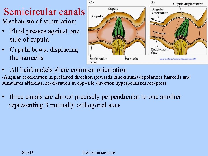 Semicircular canals Mechanism of stimulation: • Fluid presses against one side of cupula •
