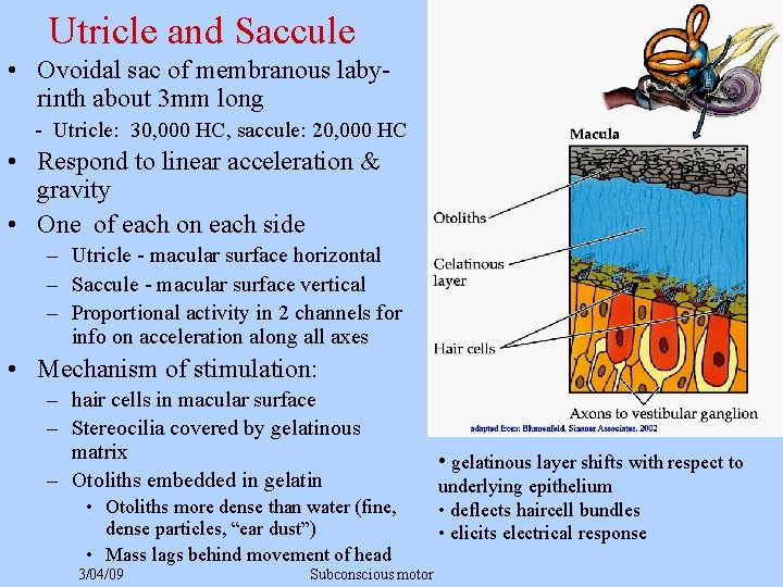 Utricle and Saccule • Ovoidal sac of membranous labyrinth about 3 mm long -