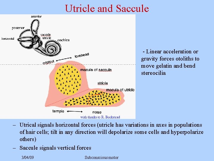 Utricle and Saccule - Linear acceleration or gravity forces otoliths to move gelatin and