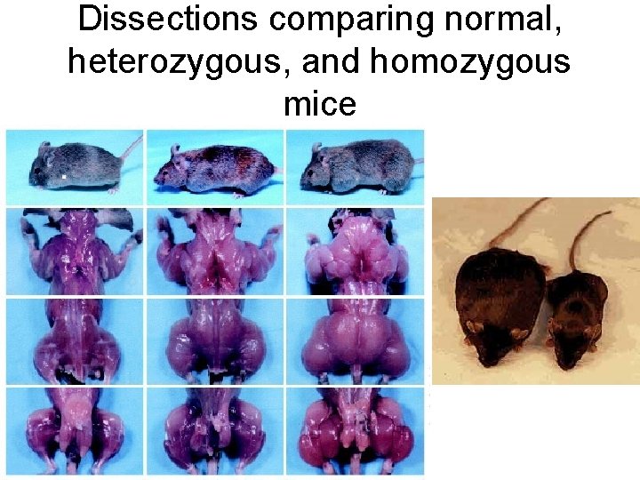 Dissections comparing normal, heterozygous, and homozygous mice 