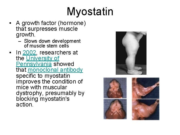 Myostatin • A growth factor (hormone) that surpresses muscle growth. – Slows down development