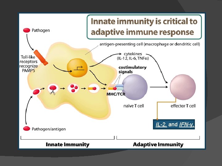 IL-2, and IFN-γ, 