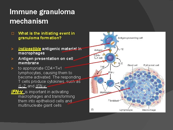 Immune granuloma mechanism � What is the initiating event in granuloma formation? indigestible antigenic