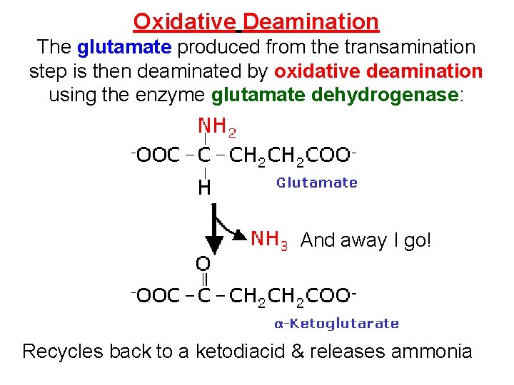 Oxidative Deamination The glutamate produced from the transamination step is then deaminated by oxidative