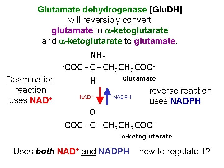 Glutamate dehydrogenase [Glu. DH] will reversibly convert glutamate to -ketoglutarate and -ketoglutarate to glutamate.