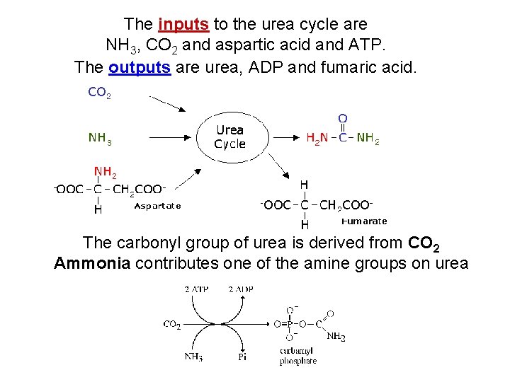 The inputs to the urea cycle are NH 3, CO 2 and aspartic acid