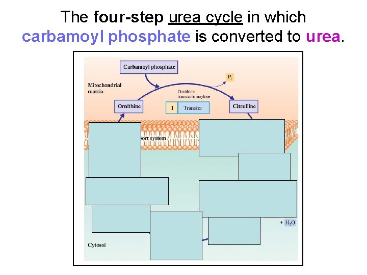 The four-step urea cycle in which carbamoyl phosphate is converted to urea. 