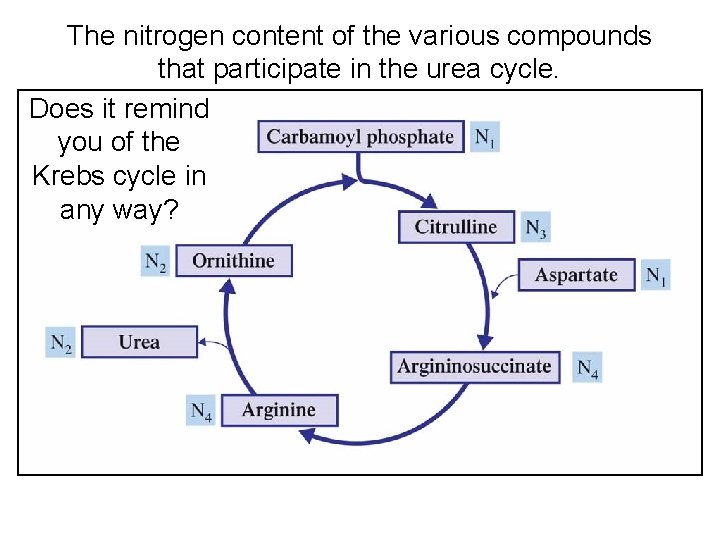 The nitrogen content of the various compounds that participate in the urea cycle. Does