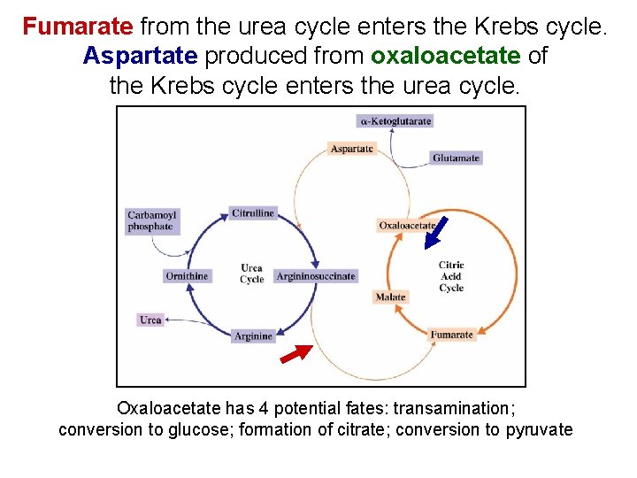 Fumarate from the urea cycle enters the Krebs cycle. Aspartate produced from oxaloacetate of