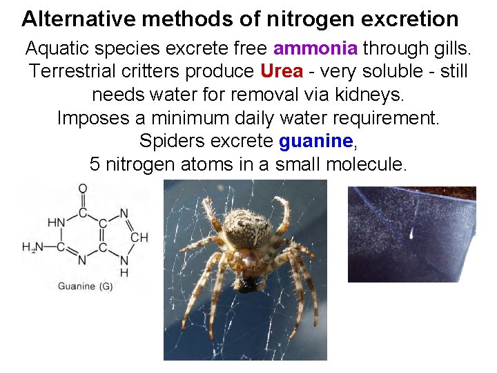 Alternative methods of nitrogen excretion Aquatic species excrete free ammonia through gills. Terrestrial critters