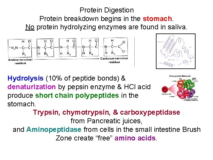 Protein Digestion Protein breakdown begins in the stomach. No protein hydrolyzing enzymes are found