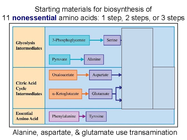 Starting materials for biosynthesis of 11 nonessential amino acids: 1 step, 2 steps, or