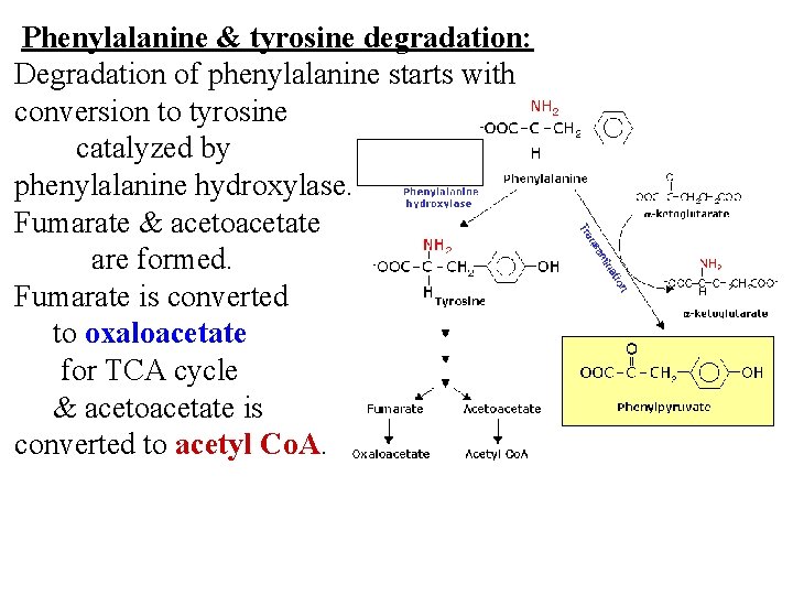 Phenylalanine & tyrosine degradation: Degradation of phenylalanine starts with conversion to tyrosine catalyzed by