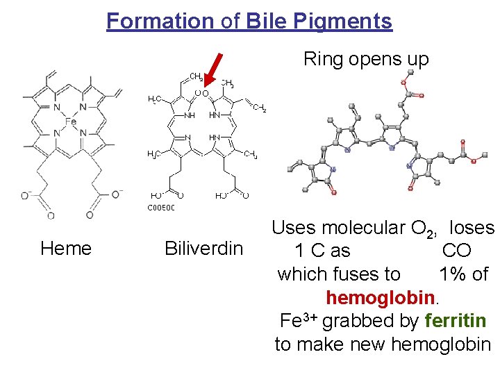 Formation of Bile Pigments Ring opens up Heme Biliverdin Uses molecular O 2, loses