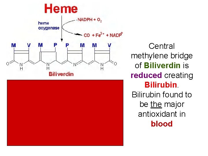 Central methylene bridge of Biliverdin is reduced creating Bilirubin found to be the major