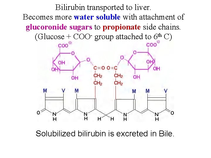 Bilirubin transported to liver. Becomes more water soluble with attachment of glucoronide sugars to