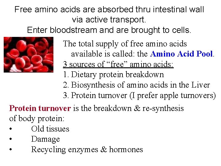 Free amino acids are absorbed thru intestinal wall via active transport. Enter bloodstream and