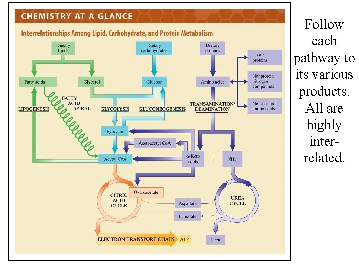 Follow each pathway to its various products. All are highly interrelated. 