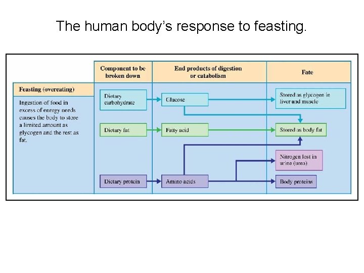 The human body’s response to feasting. 